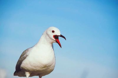 Close-up of a bird