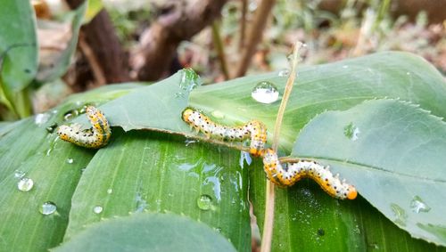 Close-up of insect on leaves