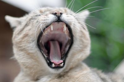 Close-up of cat yawning outdoors