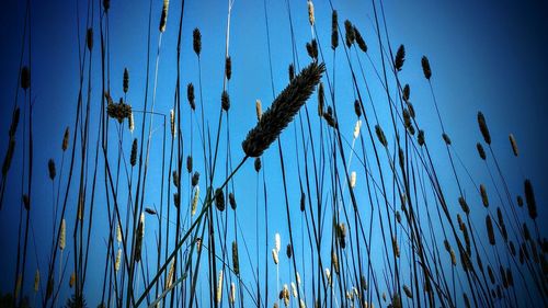 Low angle view of plants against blue sky