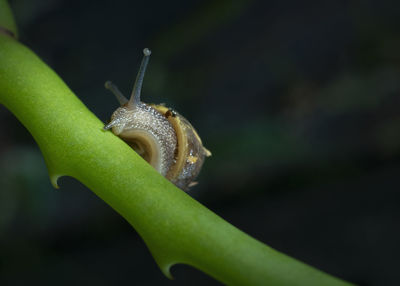 Close-up of snail on leaf