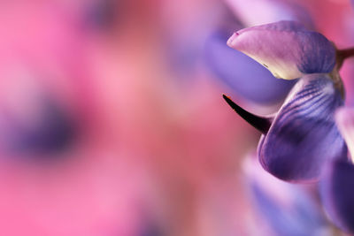 Close-up of purple flower