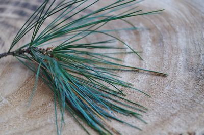 Close-up of plant growing on table