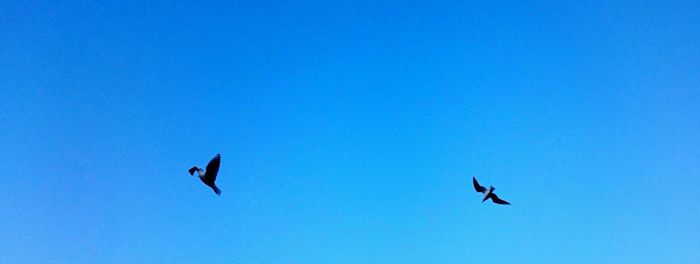 Low angle view of kite flying against blue sky