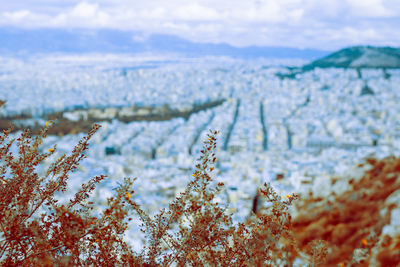 Close-up of plants by sea against sky