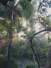 Trees in forest