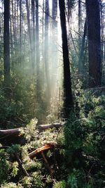 Trees in forest