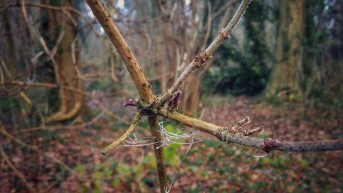 Close-up of insect on tree branch