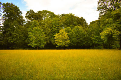 Scenic view of field against trees