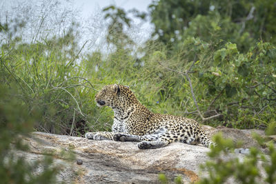 View of a cat on rock