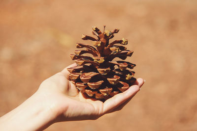 Close-up of cropped hand holding pine cone