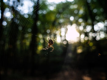 Close-up of spider on web