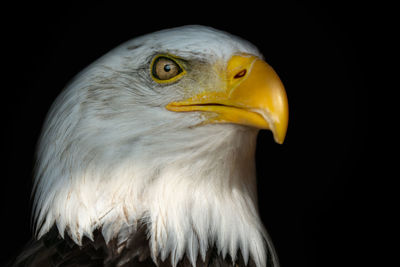 Close-up of eagle against black background