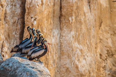 Close-up of lizard on rock