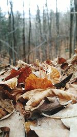 Close-up of autumn leaves in forest during winter