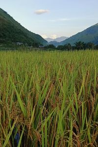 Scenic view of agricultural field against sky