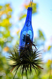 Close-up of bottle hanging on plant