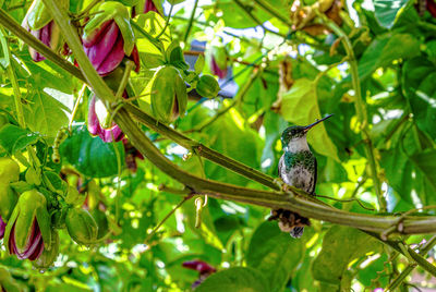 Low angle view of hummingbird perching on tree