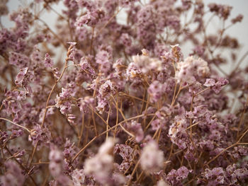 Close-up of cherry blossom