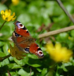 Close-up of butterfly perching on yellow flower