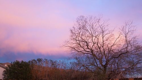 Silhouette bare tree against sky at sunset