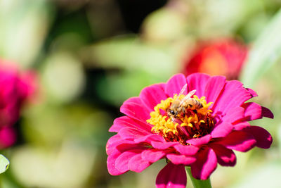 Close-up of bee on pink flower