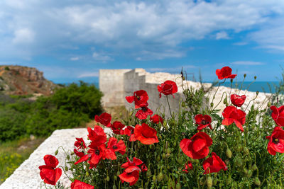 Close-up of red poppy flowers growing on land against sky