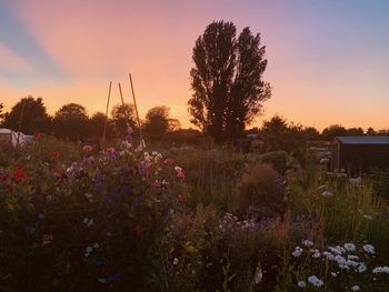 Scenic view of flowering plants on field against sky during sunset