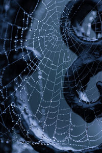 Close-up of spider web