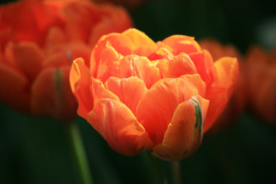 Close-up of orange tulips