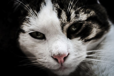 Close-up portrait of cat