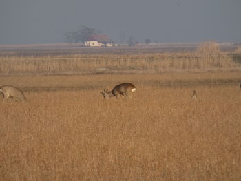 View of sheep on field