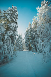 A walk in the snowy forest 