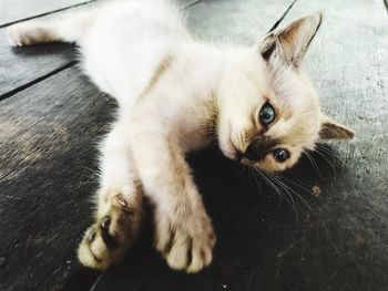 High angle view of kitten on floor