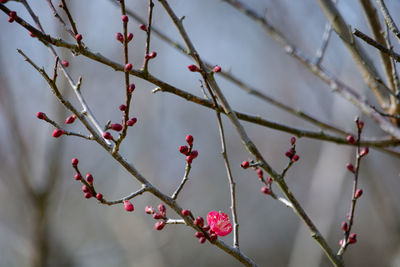 Close-up of red berries on tree