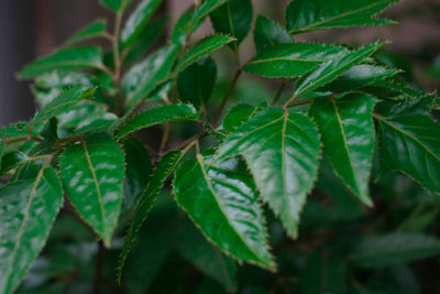 Close-up of fresh green leaves