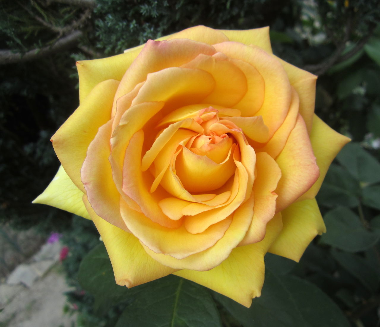 yellow, flower, flowering plant, beauty in nature, plant, rose, petal, flower head, inflorescence, close-up, fragility, freshness, nature, garden roses, no people, leaf, growth, plant part, outdoors, focus on foreground, rose - flower, day, springtime