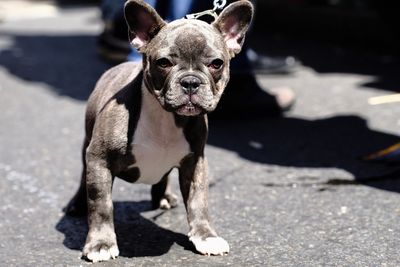 Close-up of french bulldog on footpath