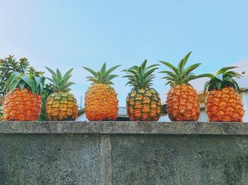 Low angle view of pumpkins on retaining wall against sky