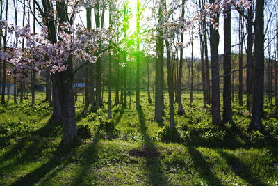 View of flowering trees in forest