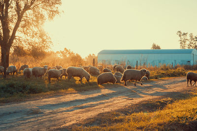 Sheep grazing on field