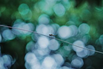 CLOSE-UP OF INSECT ON CABLE