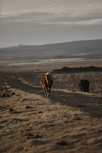 Horses on field