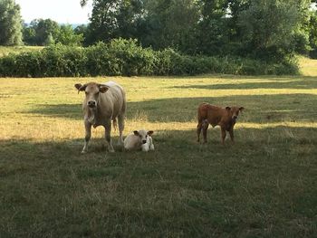 Cows on field