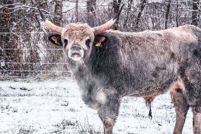 Portrait of horse standing in snow