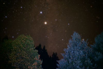 Low angle view of trees against sky at night