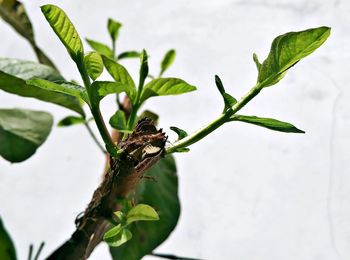 Green leaves on plant stem