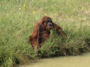 View of an animal on grass