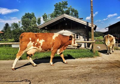 Cows walking on footpath by fence