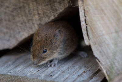 High angle view of a young mouse on wood